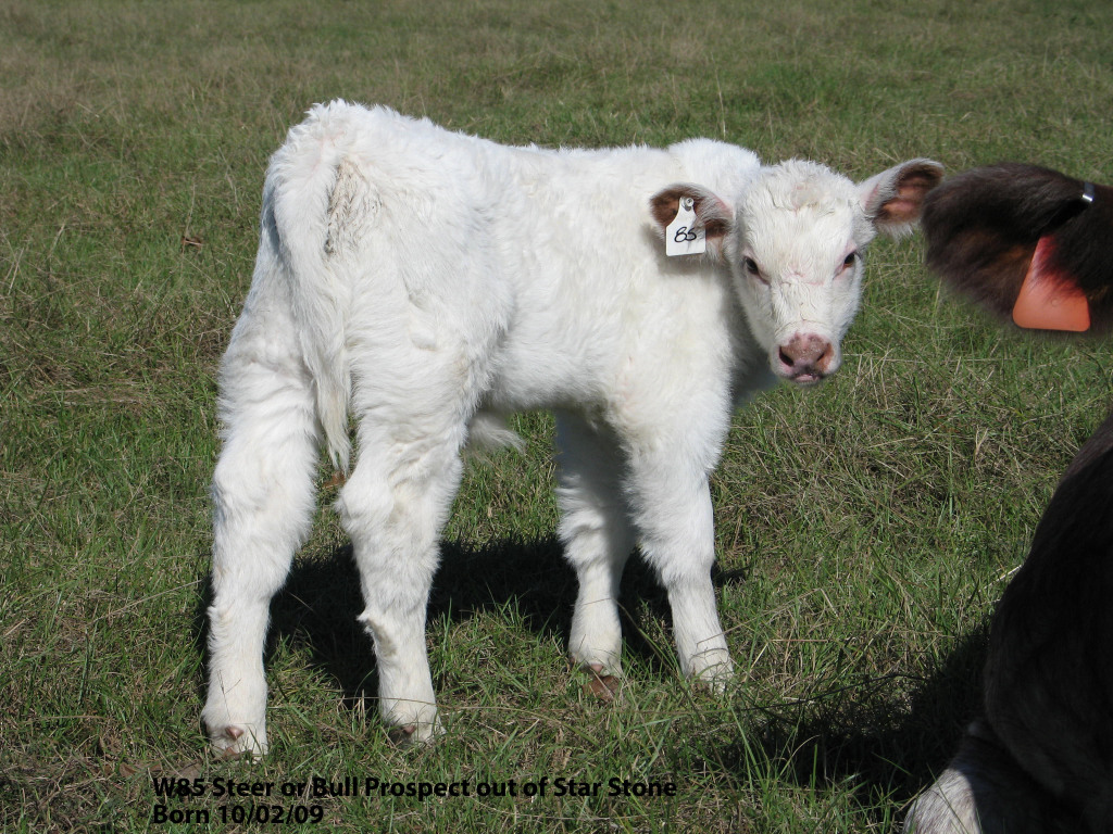 Shorthorn Cattle